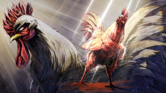 rooster fighter' (2)